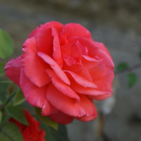 Romantic Gite Nr St Emilion With Private Pool And Views To Die For Pujols  Dış mekan fotoğraf
